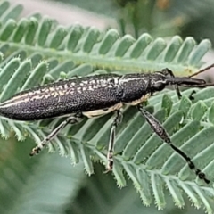 Rhinotia sp. in brunnea-group at Red Hill, ACT - 16 Jan 2022