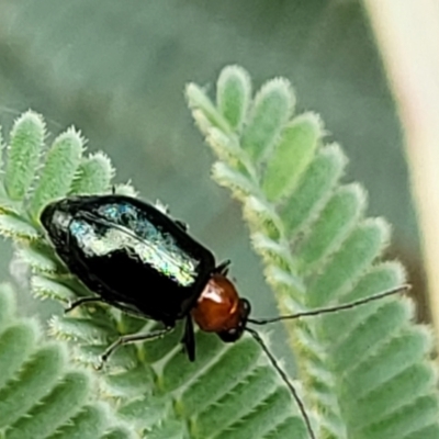 Adoxia benallae (Leaf beetle) at Red Hill Nature Reserve - 15 Jan 2022 by tpreston