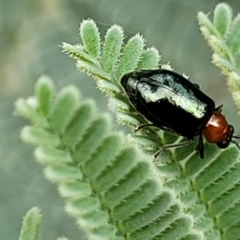 Adoxia benallae at Red Hill, ACT - 16 Jan 2022