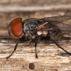 Miltogramma sp. (genus) (Flesh fly) at Cotter River, ACT - 15 Jan 2022 by rawshorty