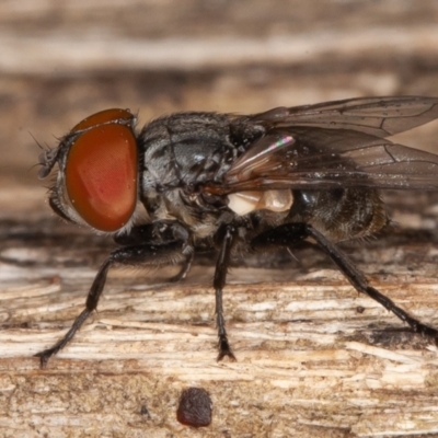 Miltogramma sp. (genus) (Flesh fly) at Cotter River, ACT - 15 Jan 2022 by rawshorty