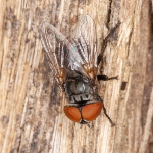 Miltogramma sp. (genus) at Cotter River, ACT - 15 Jan 2022