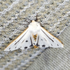 Aloa marginata (Donovan's Tiger Moth) at O'Connor, ACT - 15 Jan 2022 by ibaird