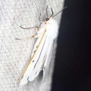 Aloa marginata at O'Connor, ACT - 15 Jan 2022