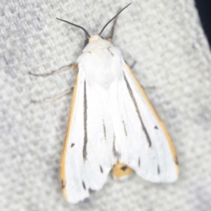 Aloa marginata at O'Connor, ACT - 15 Jan 2022 09:59 PM