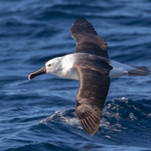 Thalassarche carteri at Undefined - 19 Jul 2019 08:53 AM