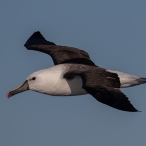 Thalassarche carteri at Undefined - 19 Jul 2019 08:53 AM