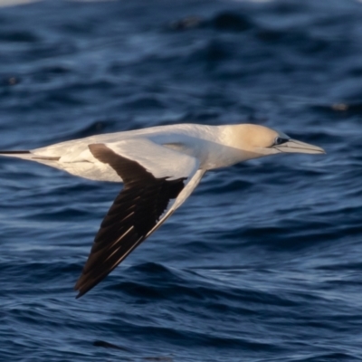 Morus serrator (Australasian Gannet) at Undefined - 19 Jul 2019 by rawshorty