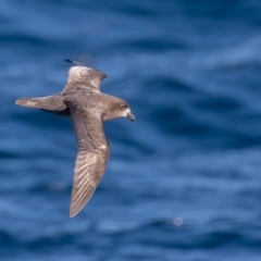 Pterodroma solandri (Providence Petrel) at Undefined - 19 Jul 2019 by rawshorty