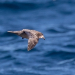 Pterodroma solandri at Undefined - 19 Jul 2019