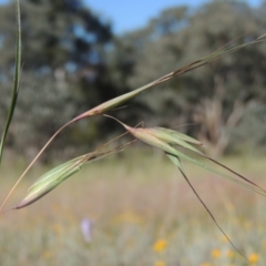 Themeda triandra (Kangaroo Grass) at Namadgi National Park - 9 Nov 2021 by michaelb