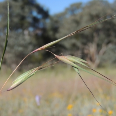 Themeda triandra (Kangaroo Grass) at Tennent, ACT - 9 Nov 2021 by michaelb