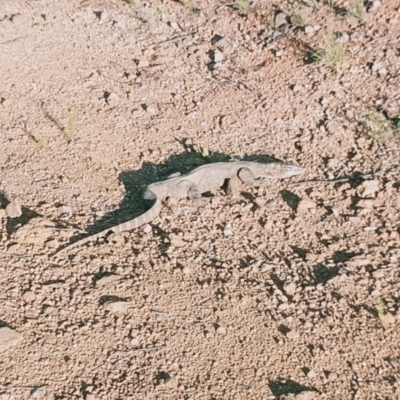 Varanus rosenbergi (Heath or Rosenberg's Monitor) at Cotter River, ACT - 15 Jan 2022 by Clem