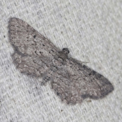 Psilosticha pristis (Little Brown Bark Moth) at O'Connor, ACT - 15 Jan 2022 by ibaird