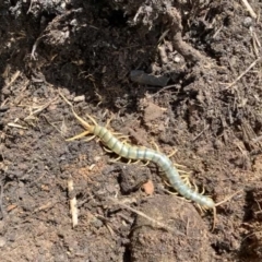 Unidentified Centipede (Chilopoda) (TBC) at Nanima, NSW - 16 Jan 2022 by 81mv
