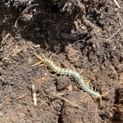 Cormocephalus aurantiipes (Orange-legged Centipede) at Nanima, NSW - 16 Jan 2022 by 81mv