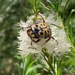 Neorrhina punctatum (Spotted flower chafer) at Nanima, NSW - 16 Jan 2022 by 81mv