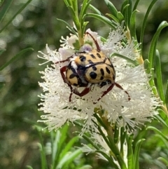 Neorrhina punctata (Spotted flower chafer) at Nanima, NSW - 16 Jan 2022 by 81mv