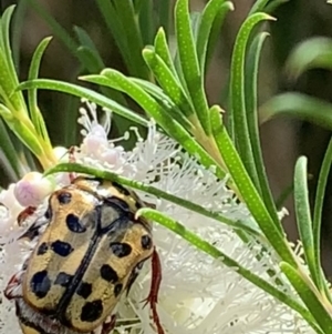 Neorrhina punctata at Nanima, NSW - 16 Jan 2022