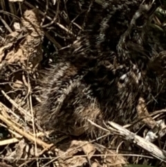 Turnix varius (Painted Buttonquail) at Nanima, NSW - 16 Jan 2022 by 81mv