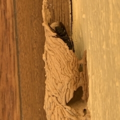 Pison sp. (genus) (Black mud-dauber wasp) at Nanima, NSW - 16 Jan 2022 by 81mv