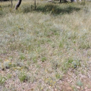 Eryngium ovinum at Campbell, ACT - 16 Jan 2022