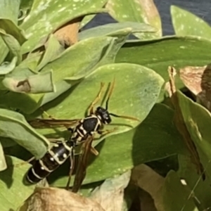 Polistes (Polistes) chinensis at Reservoir, VIC - 16 Jan 2022