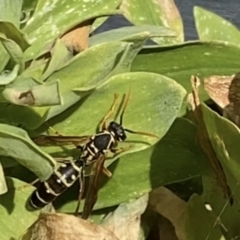 Polistes (Polistes) chinensis (Asian paper wasp) at Reservoir, VIC - 16 Jan 2022 by LiamWard