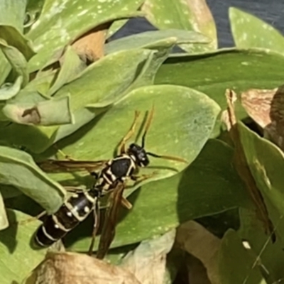 Polistes (Polistes) chinensis (Asian paper wasp) at Reservoir, VIC - 16 Jan 2022 by LiamWard