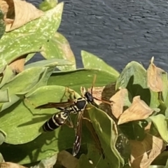 Polistes (Polistes) chinensis at Reservoir, VIC - 16 Jan 2022