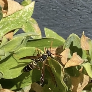 Polistes (Polistes) chinensis at Reservoir, VIC - 16 Jan 2022