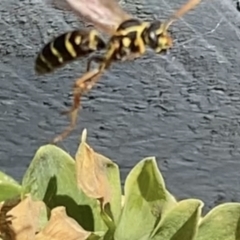 Polistes (Polistes) chinensis at Reservoir, VIC - 16 Jan 2022