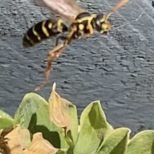 Polistes (Polistes) chinensis at Reservoir, VIC - suppressed