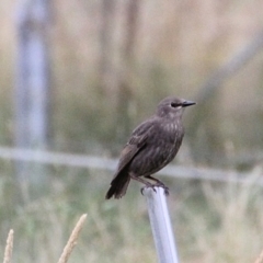 Sturnus vulgaris (Common Starling) at Yarrow, NSW - 15 Jan 2022 by Milobear