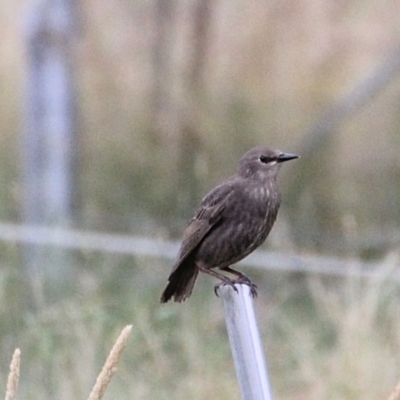 Sturnus vulgaris (Common Starling) at Googong Foreshore - 14 Jan 2022 by Milobear