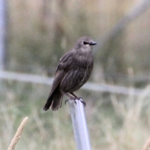 Sturnus vulgaris at Yarrow, NSW - 15 Jan 2022