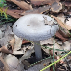 Unidentified Fungus (TBC) at Mogareeka, NSW - 14 Jan 2022 by KerryVance