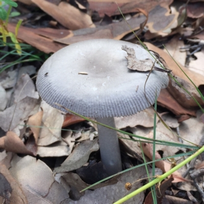 Unidentified Fungus at Mogareeka, NSW - 14 Jan 2022 by KerryVance