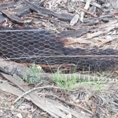 Varanus rosenbergi (Heath or Rosenberg's Monitor) at Murrumbucca, NSW - 18 Mar 2020 by JARS