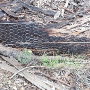 Varanus rosenbergi at Murrumbucca, NSW - 18 Mar 2020