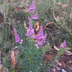 Comesperma ericinum (Heath Milkwort) at Mimosa Rocks National Park - 14 Jan 2022 by KerryVance