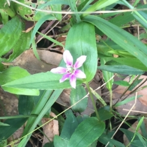 Schelhammera undulata at Mogareeka, NSW - 14 Jan 2022