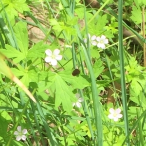 Geranium solanderi at Mogareeka, NSW - 14 Jan 2022 11:59 AM