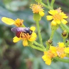 Exoneura sp. (genus) (A reed bee) at Mogareeka, NSW - 14 Jan 2022 by KerryVance