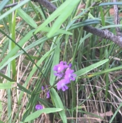 Glycine clandestina (Twining Glycine) at Mogareeka, NSW - 14 Jan 2022 by KerryVance2