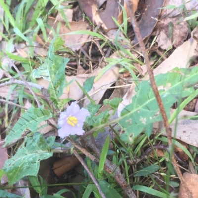 Solanum prinophyllum (Forest Nightshade) at Mogareeka, NSW - 14 Jan 2022 by KerryVance2