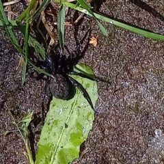 Unidentified Other hunting spider (TBC) at Amaroo, ACT - 16 Jan 2022 by RichForshaw