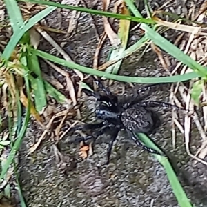 Badumna insignis at Amaroo, ACT - 16 Jan 2022