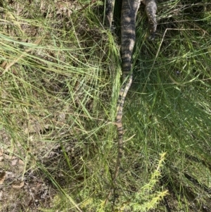 Varanus rosenbergi at Paddys River, ACT - 16 Jan 2022