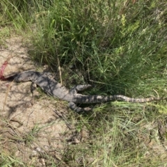 Varanus rosenbergi at Paddys River, ACT - 16 Jan 2022